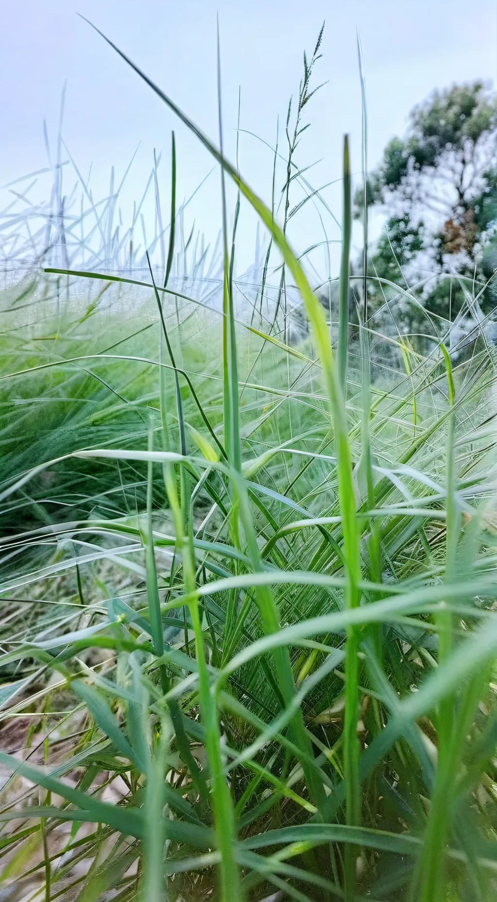 ai character: grass :> background