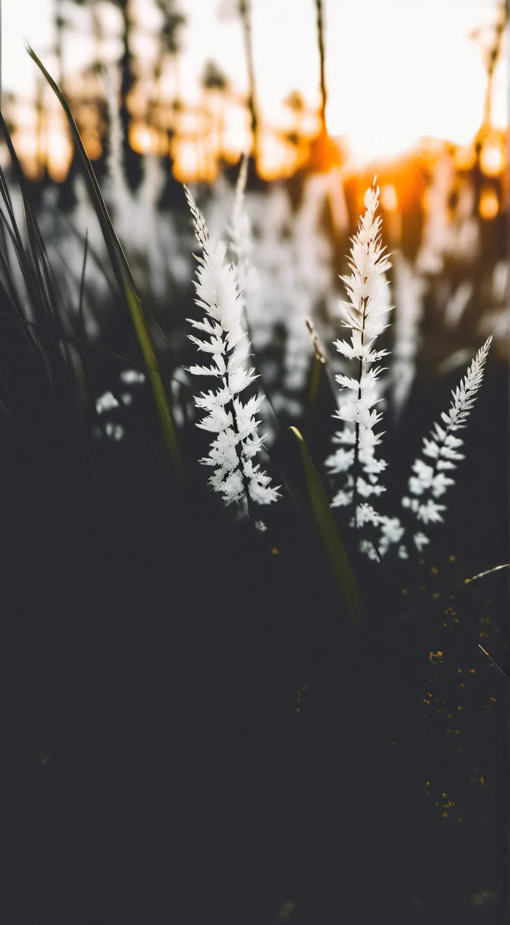 ai character: //BSCXDCC\\ background