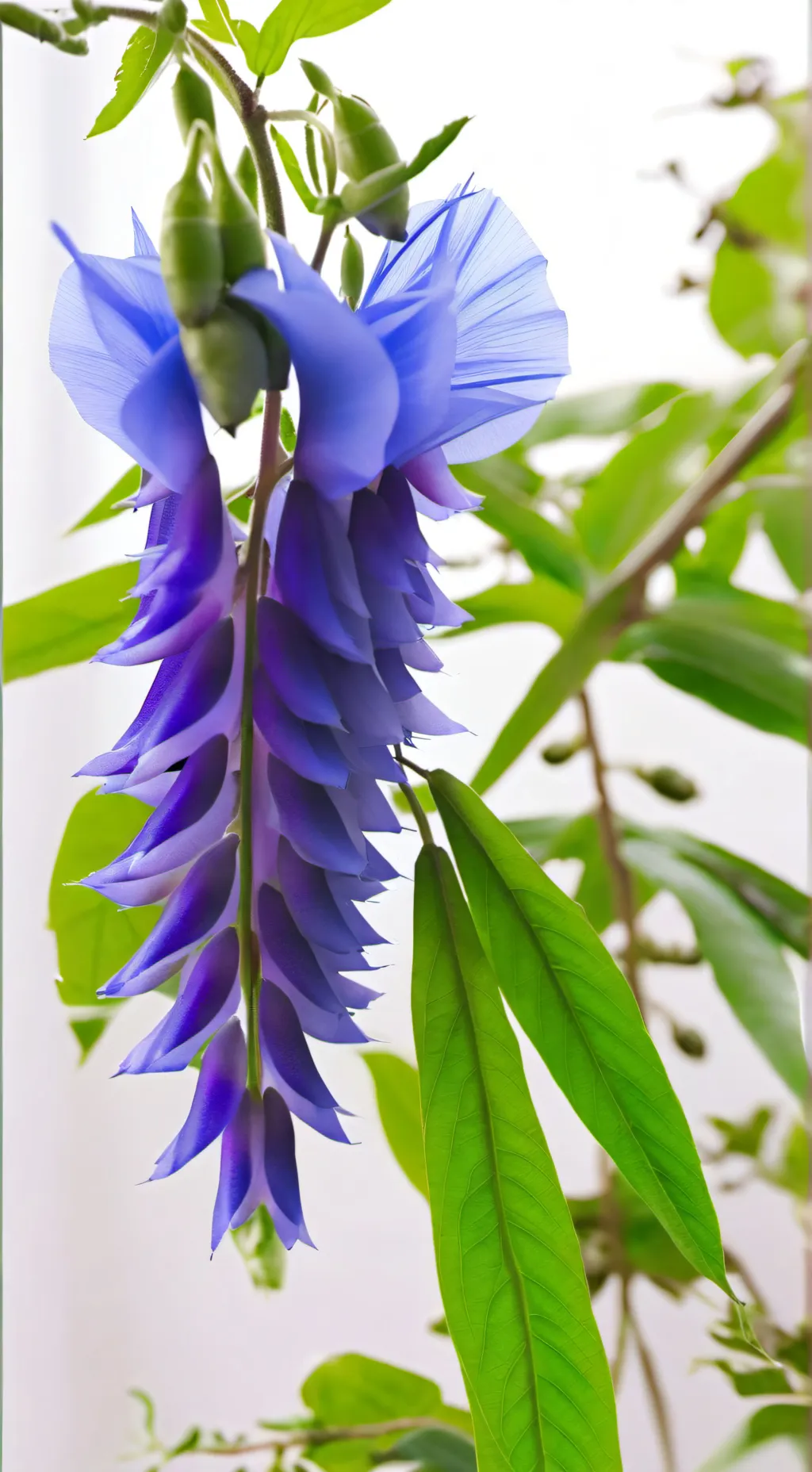 ai character: Blue Petal background