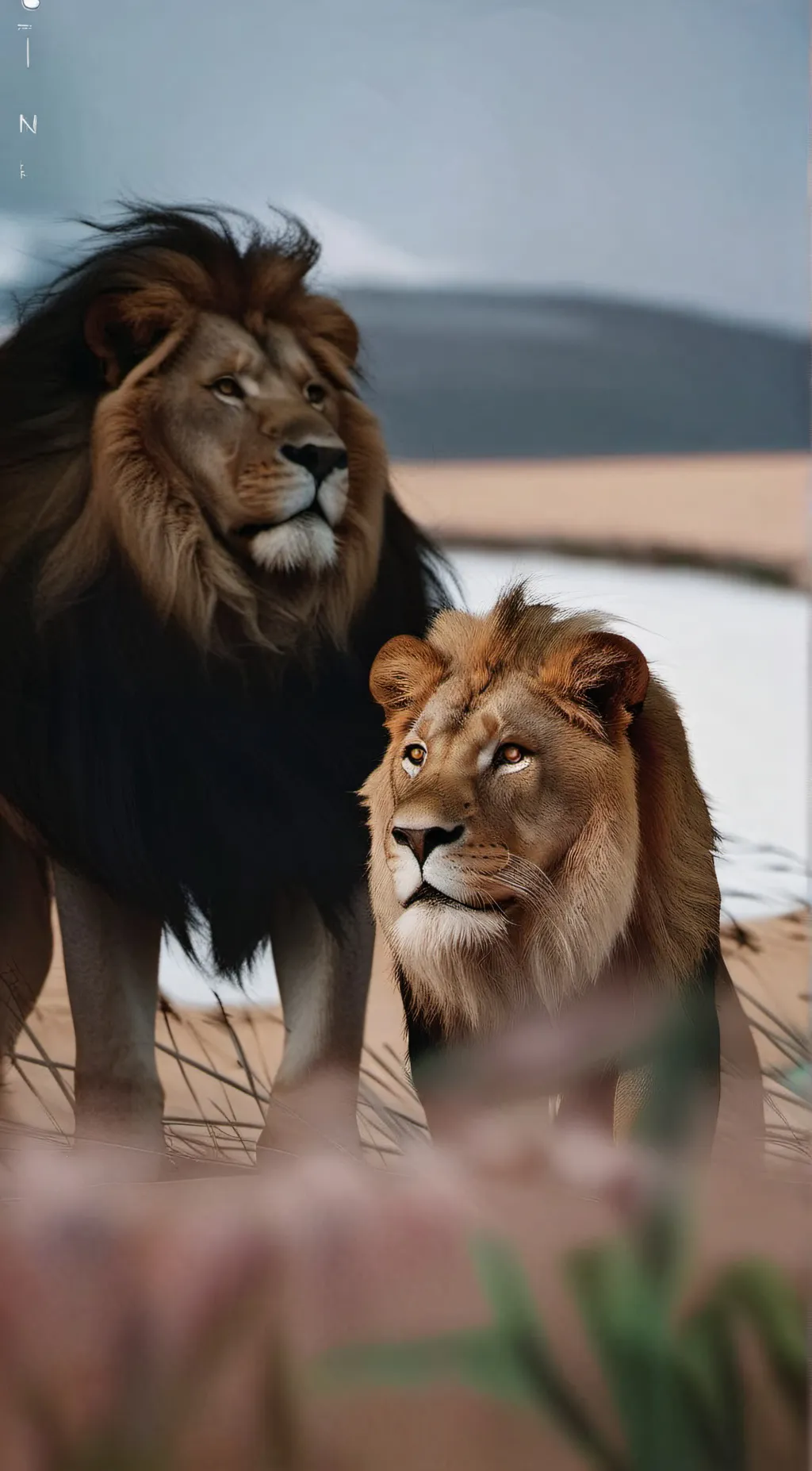 ai character: Pride rock. background