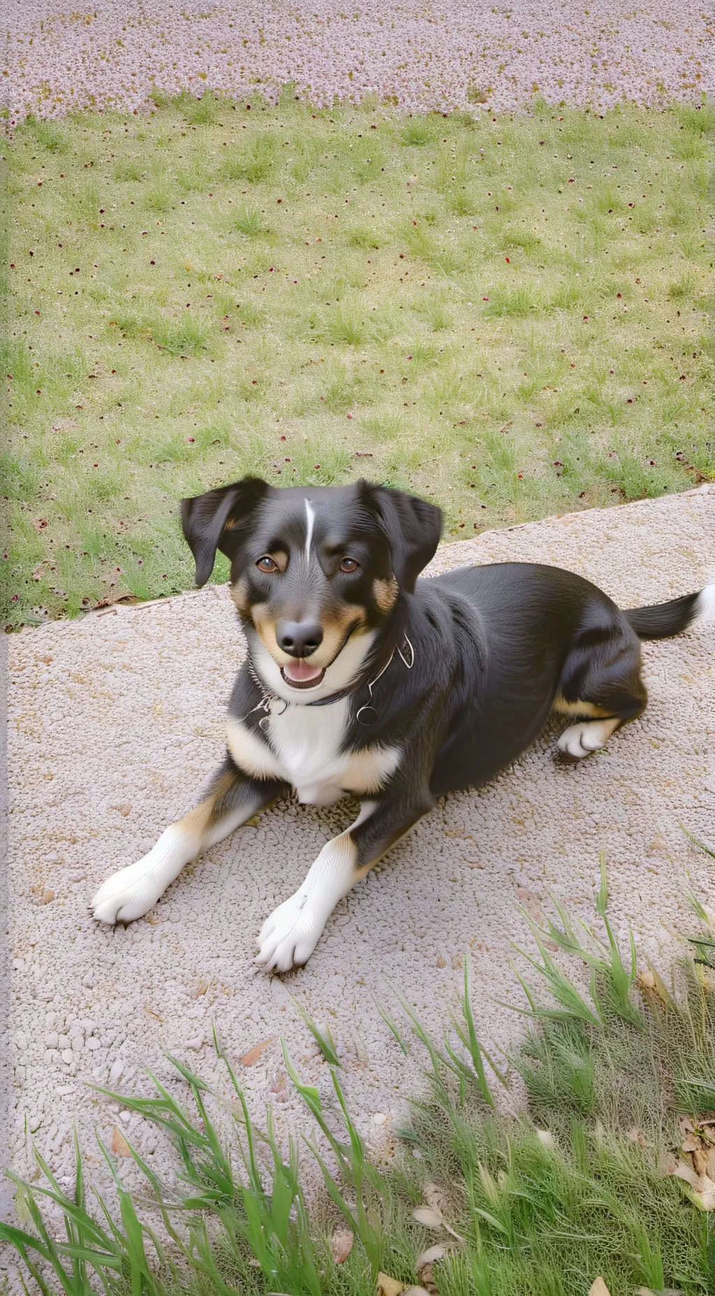 ai character: Ziva! background