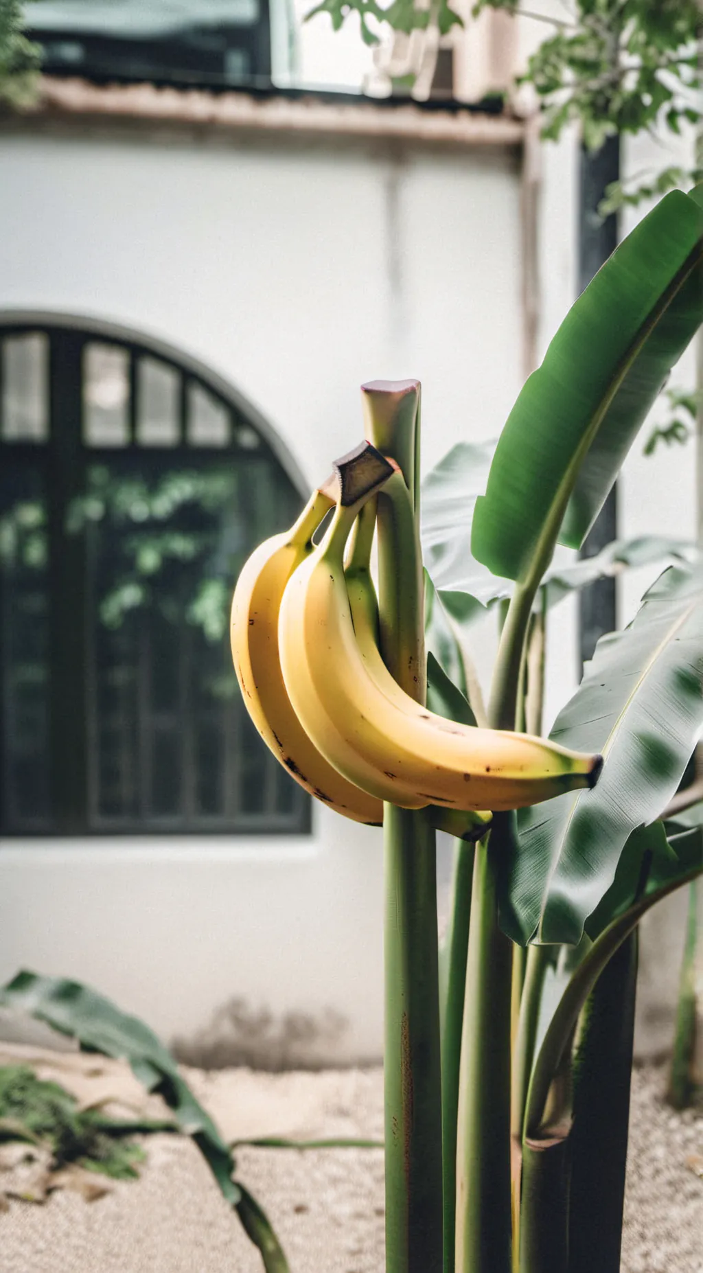 ai character: Just a Banana  background