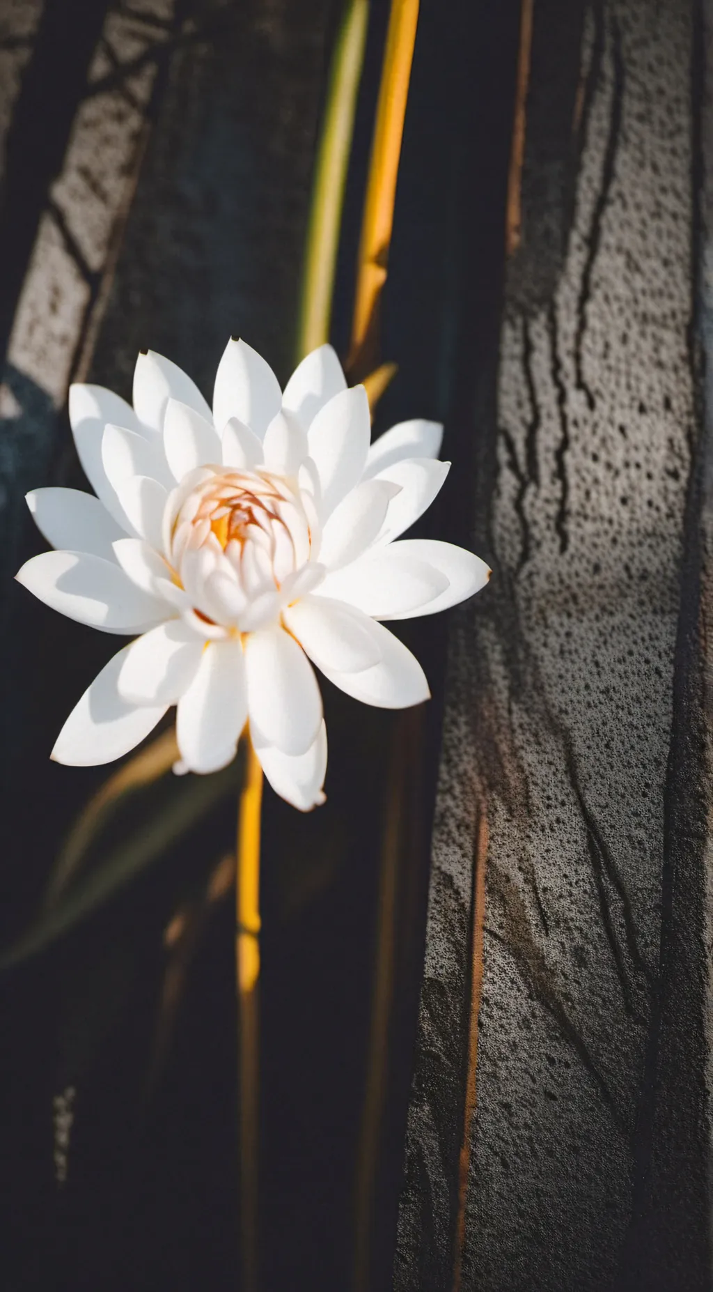 ai character: Just a flower not  background