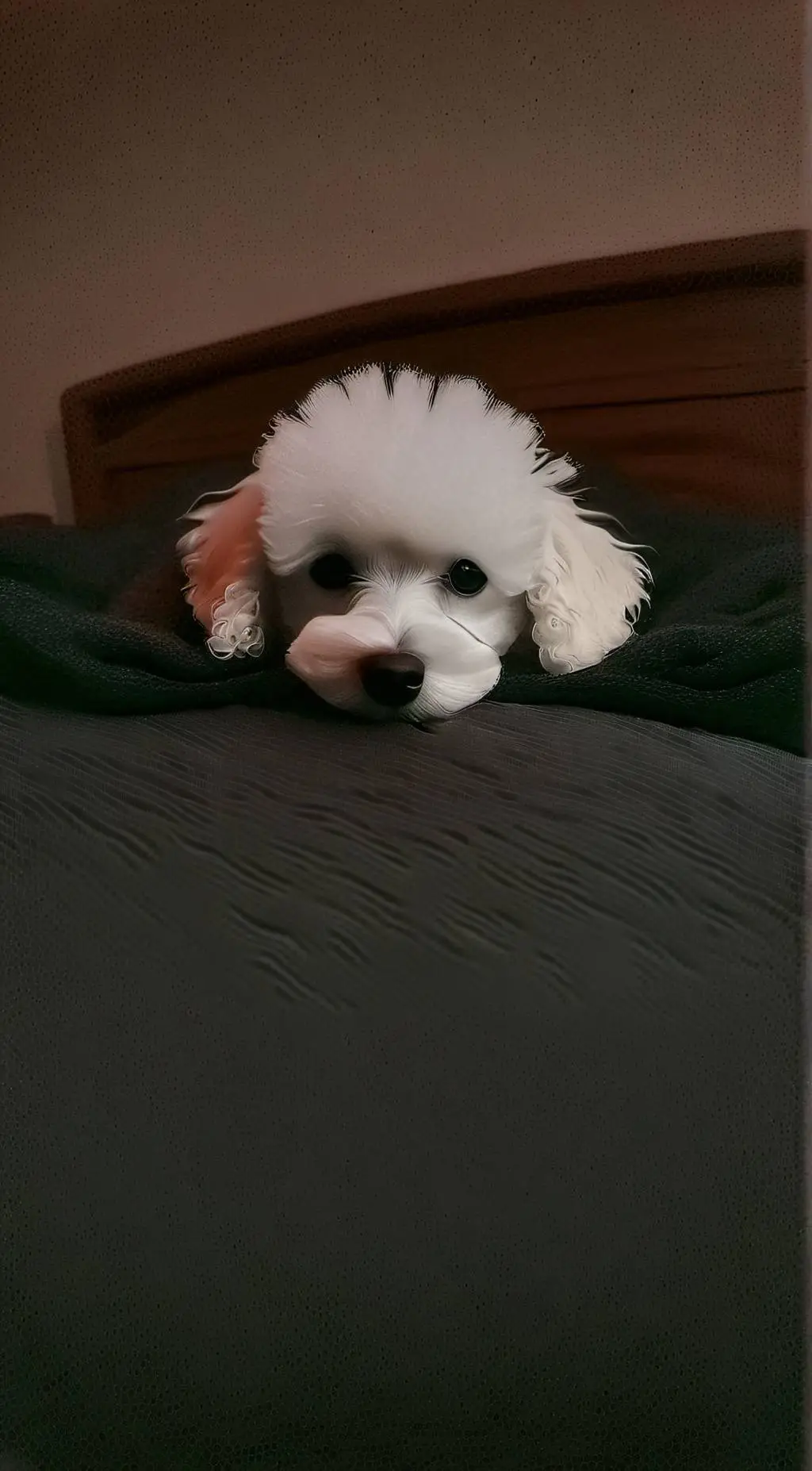 Talkie AI - Chat with Soda pop(My dog