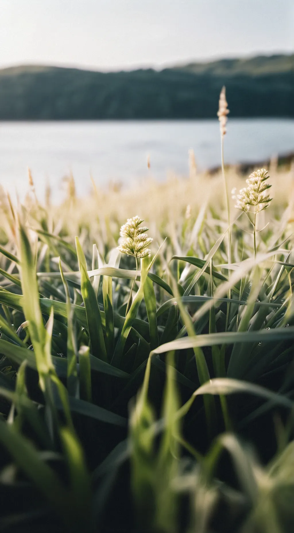 ai character: Grass background