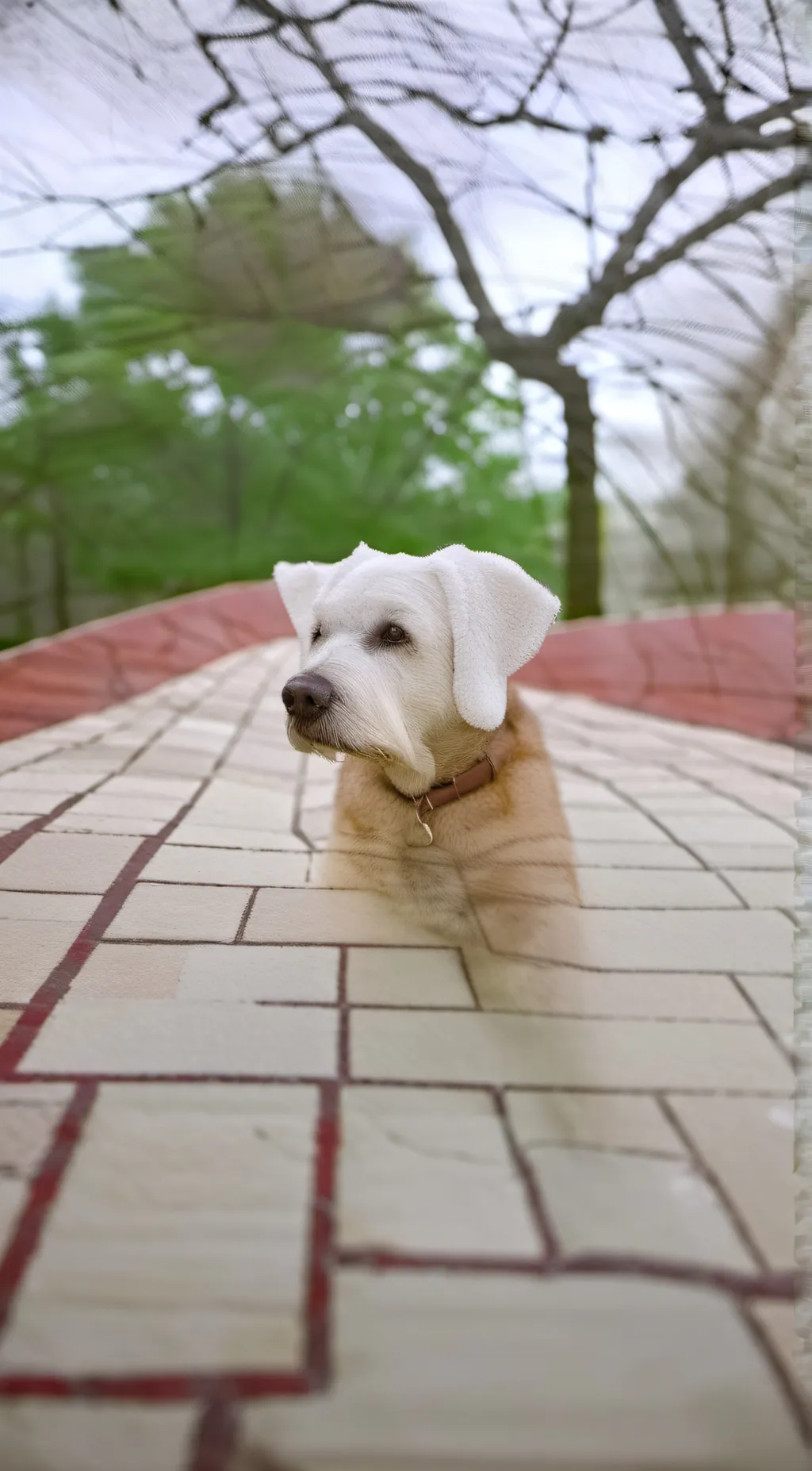 ai character: dog background