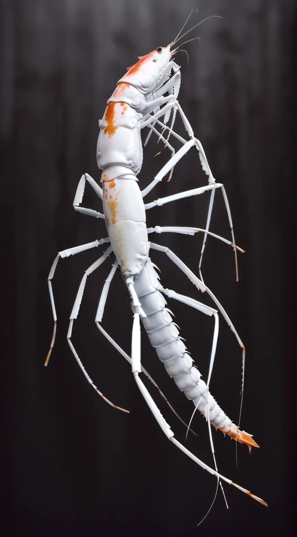 Talkie AI - Chat with shrimp