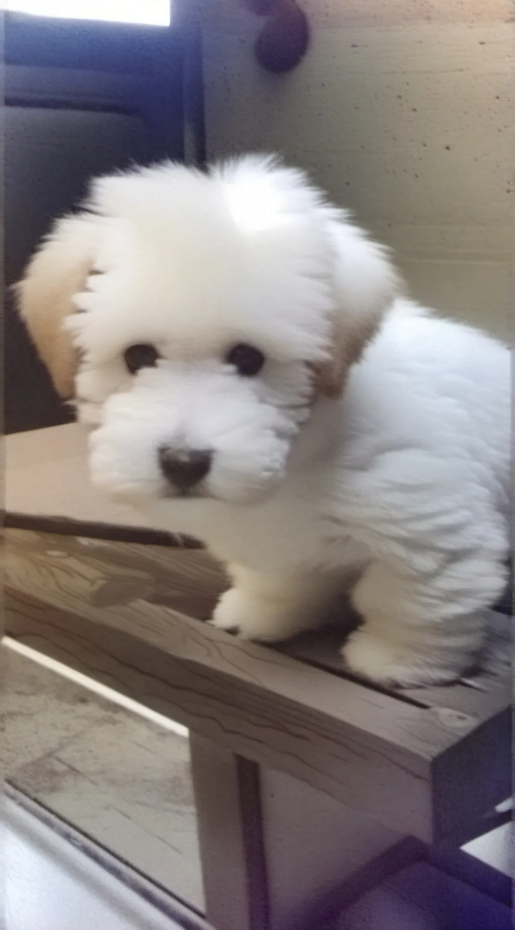 ai character: Fluffy🤍 background