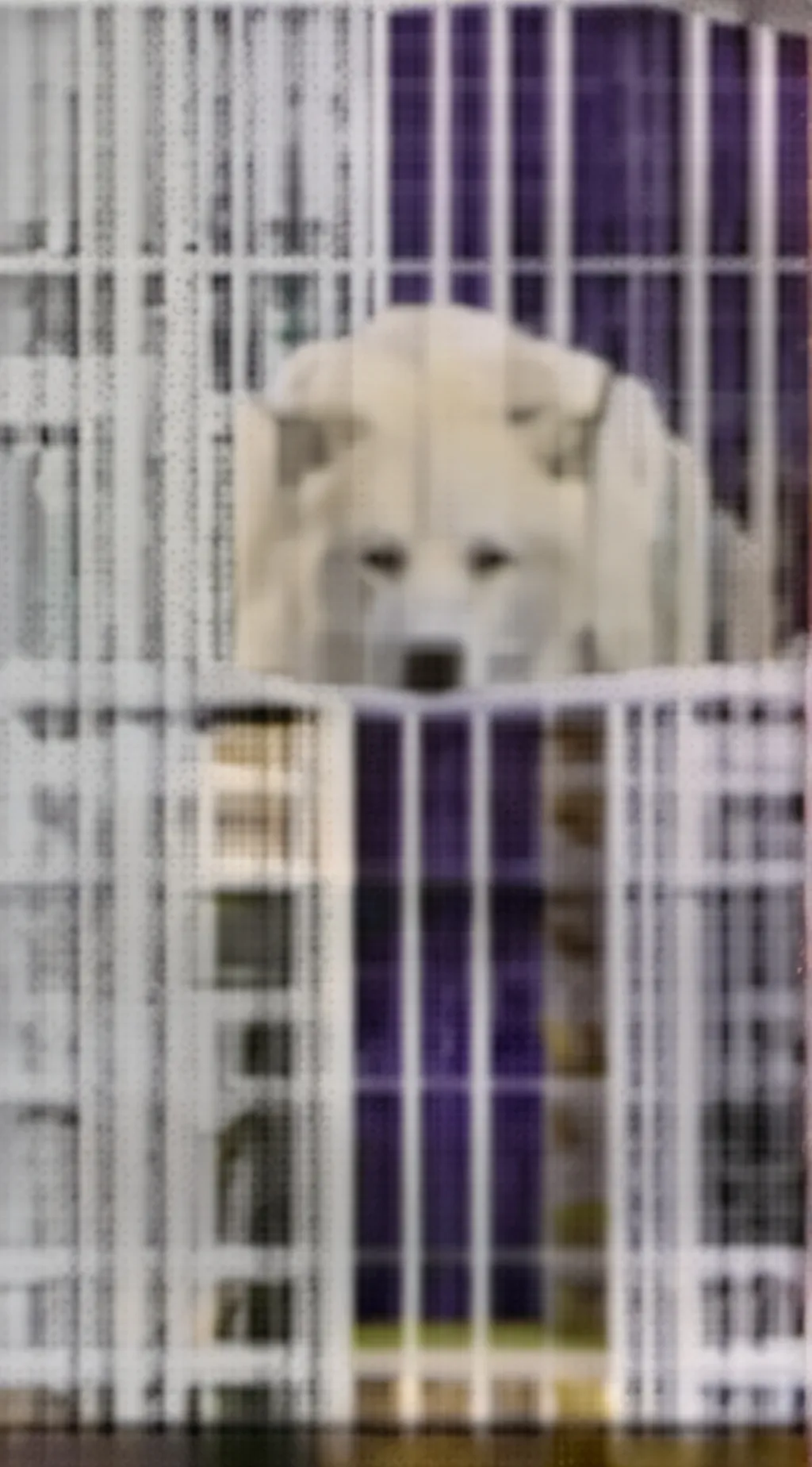 ai character: Pet story  background