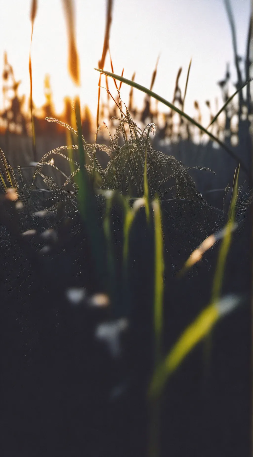 ai character: Sergeant Grass background