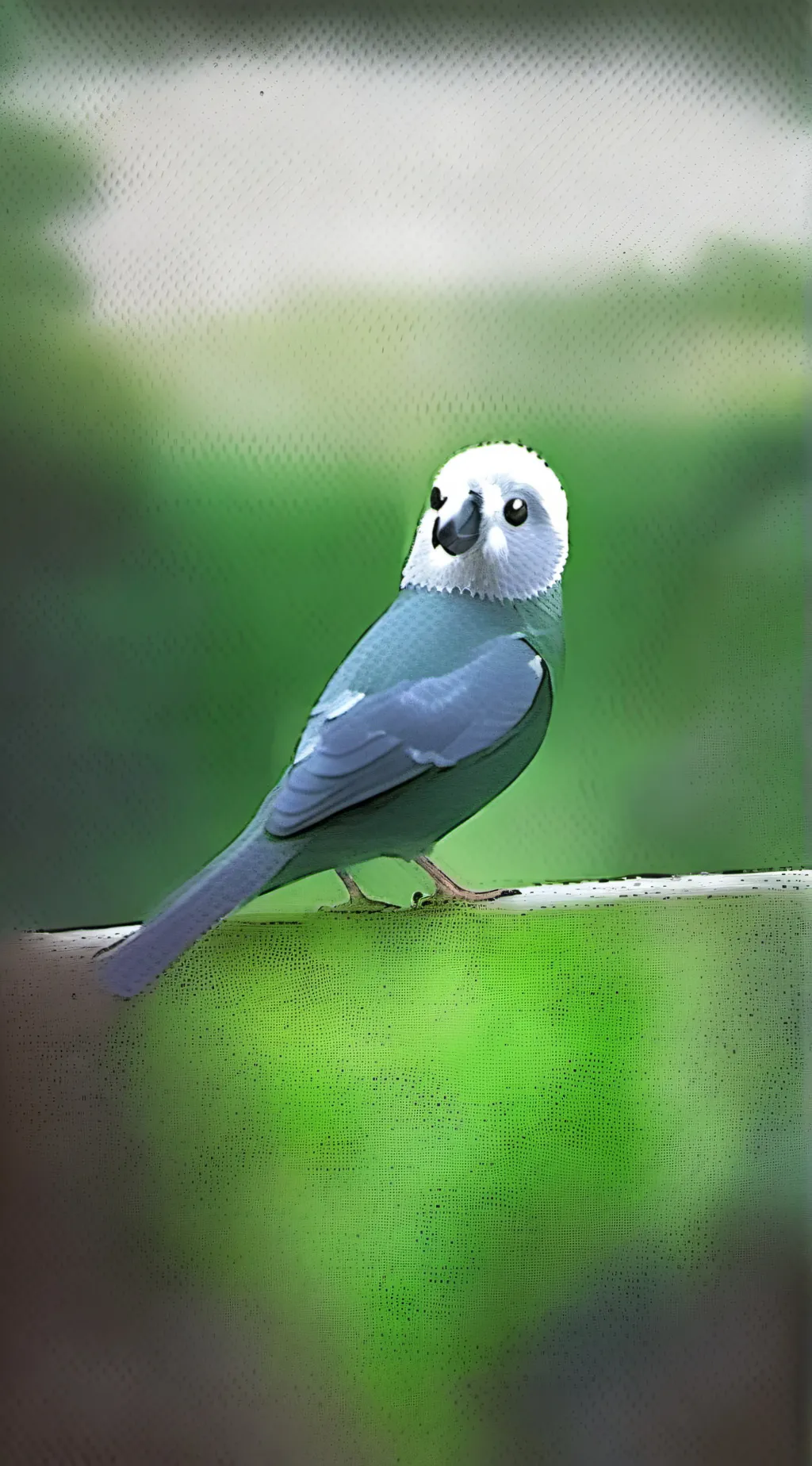 Talkie AI - Chat with Your pet bird