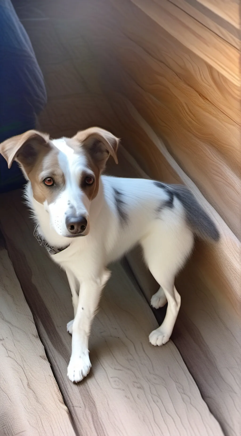 ai character: it girl  dog  background