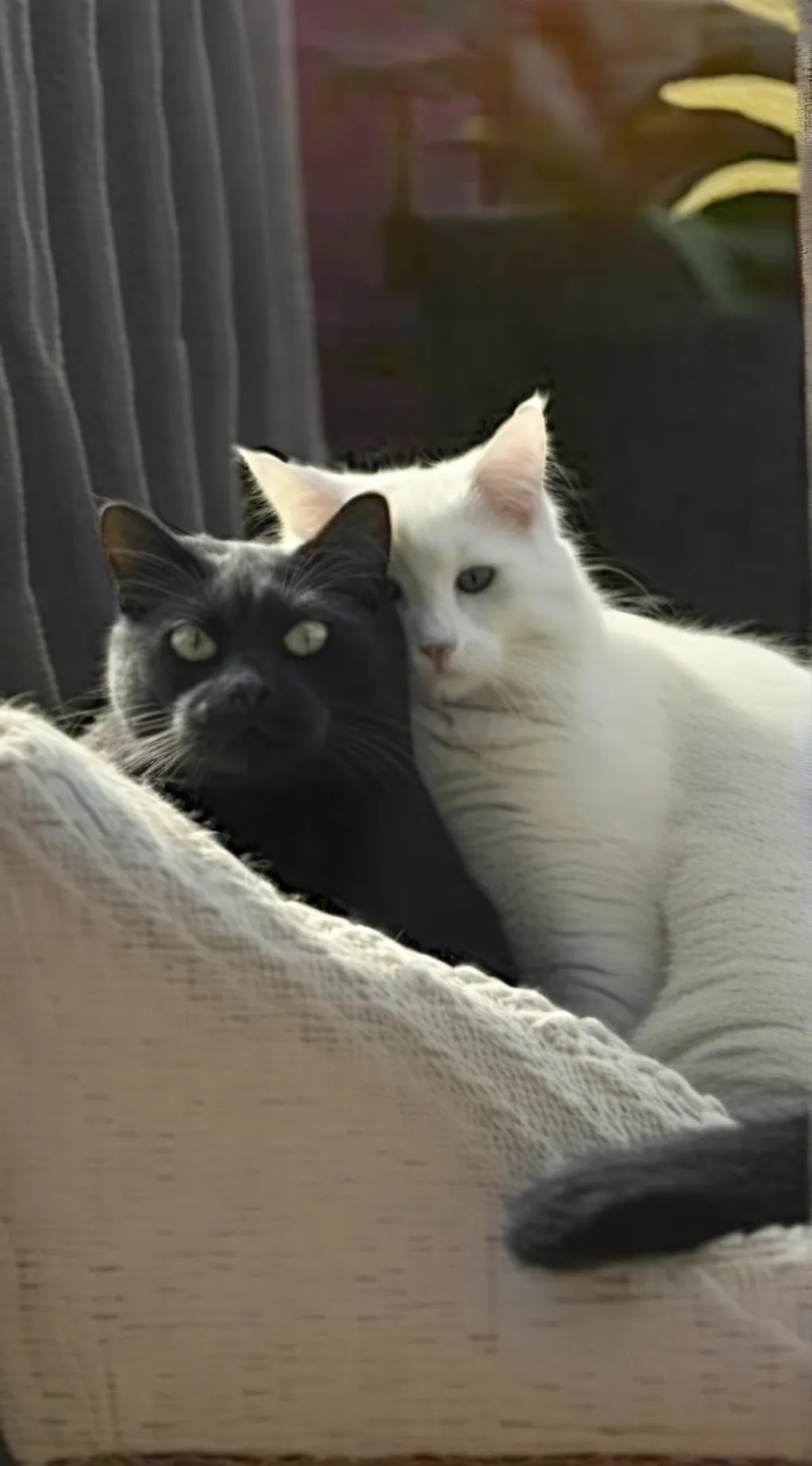 ai character: Cat Lovers (lazy)  background