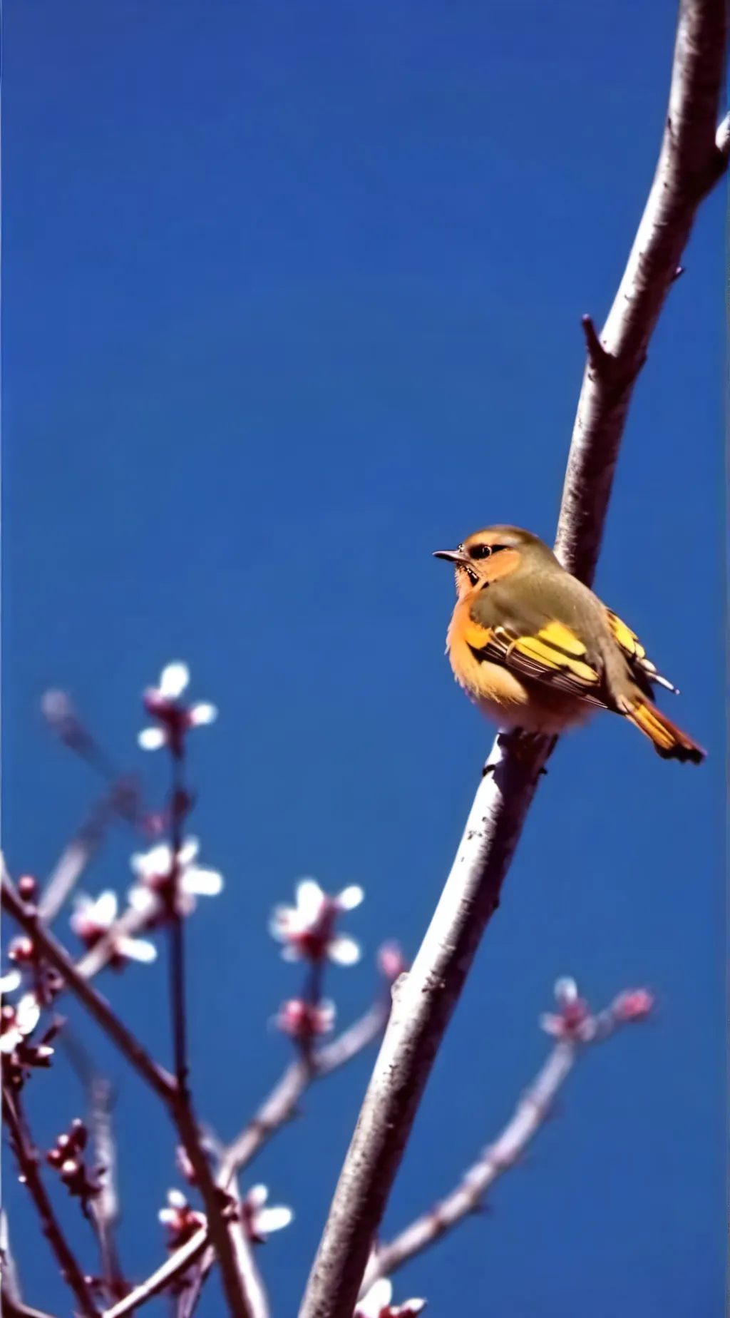 ai character: HH x HB camping background