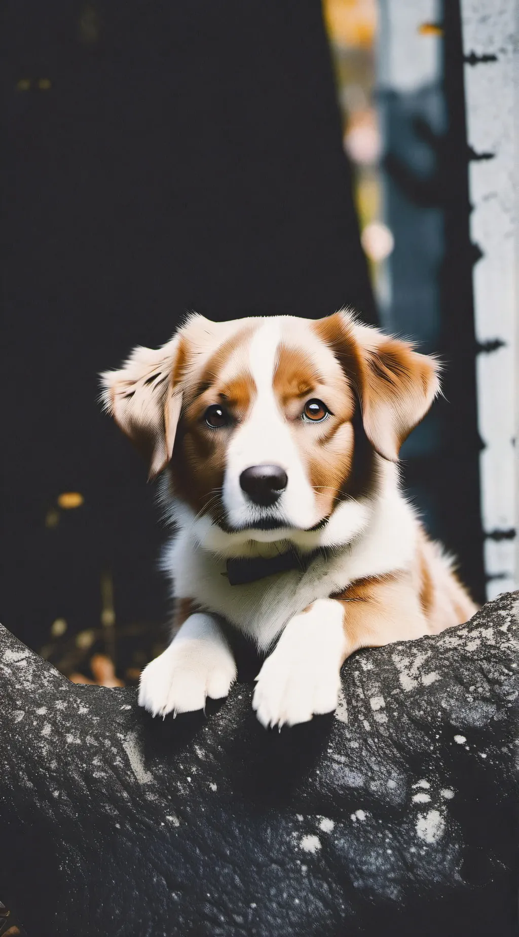 ai character: Dog 🐶 background