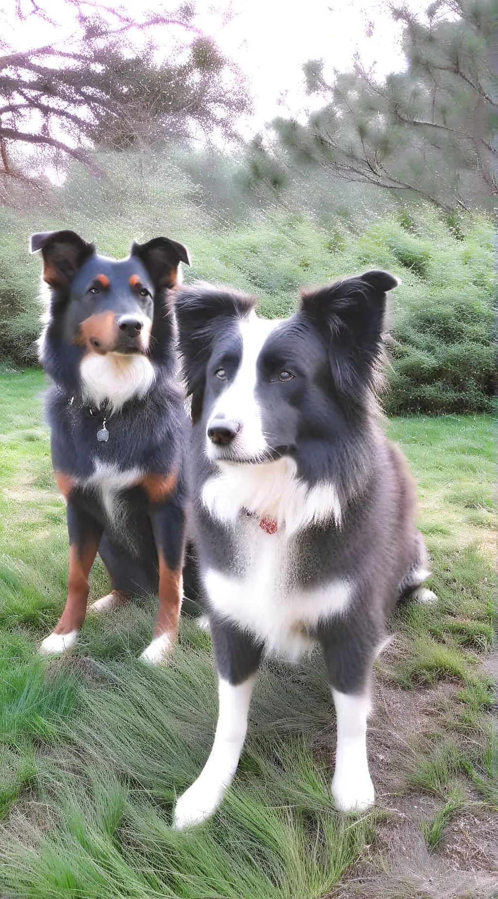 ai character: 4 dogs background