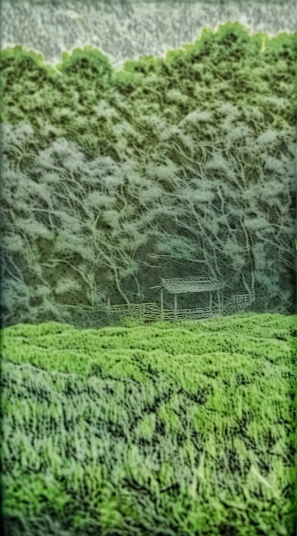 ai character: Mr. Grassfield background