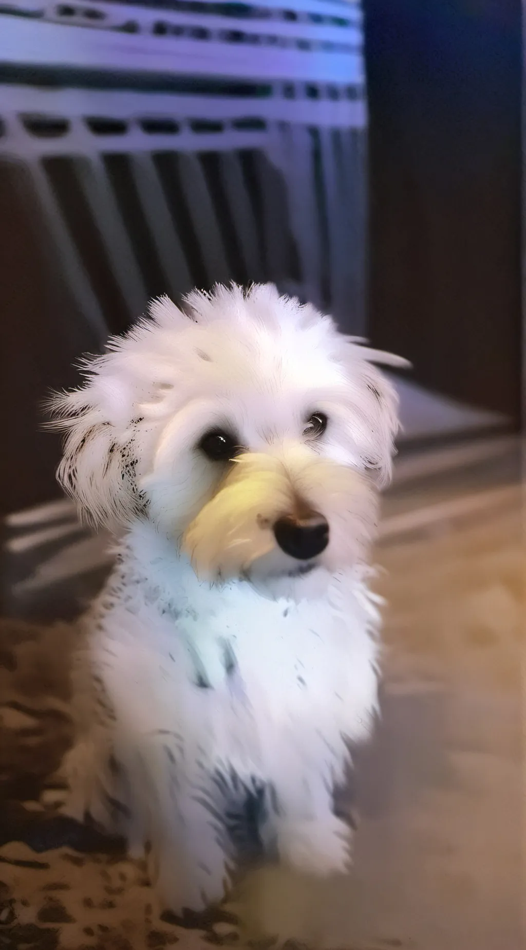 ai character: Cookie(dog) background