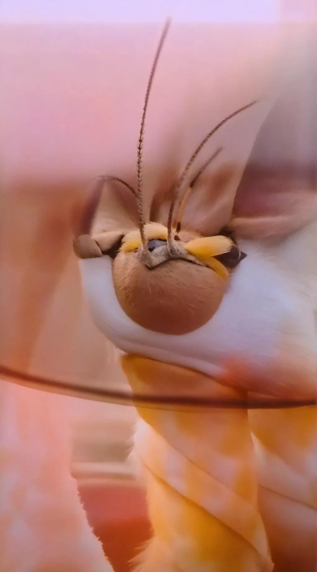 ai character: idk or fiy background