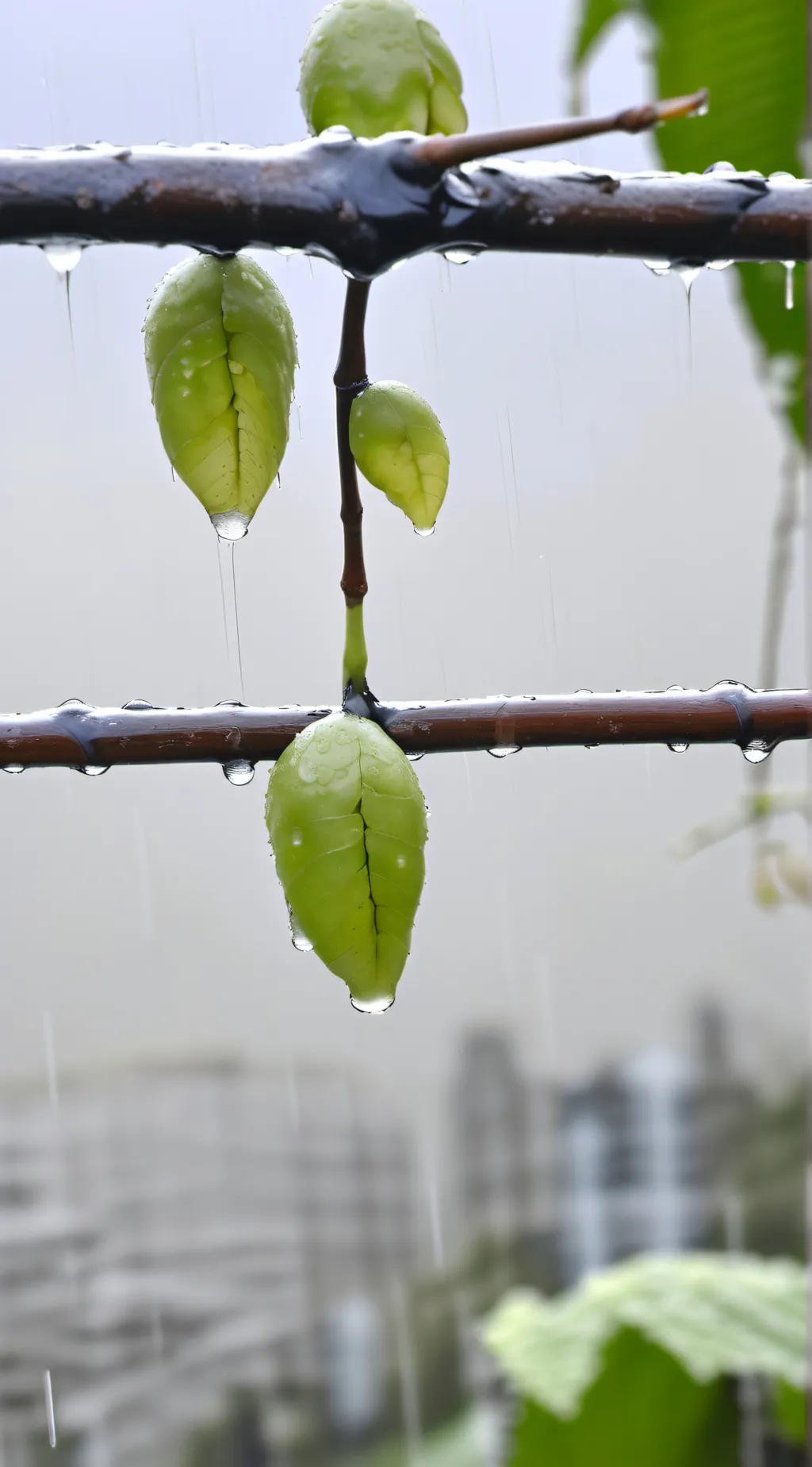 ai character: D's therains  background