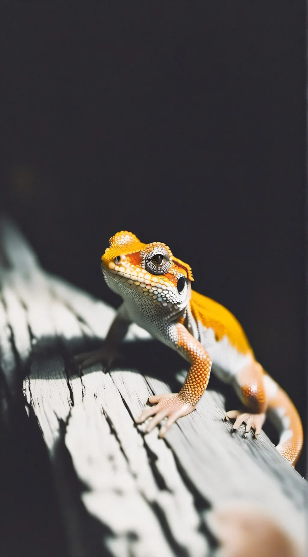 Talkie AI - Chat with little geko