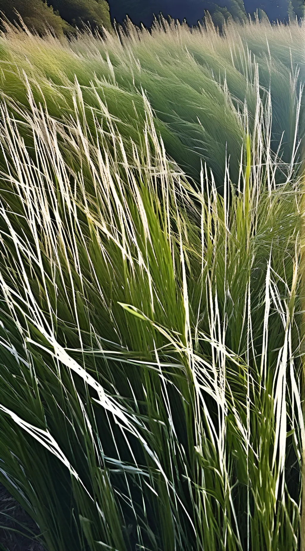 ai character: GC in the comments background