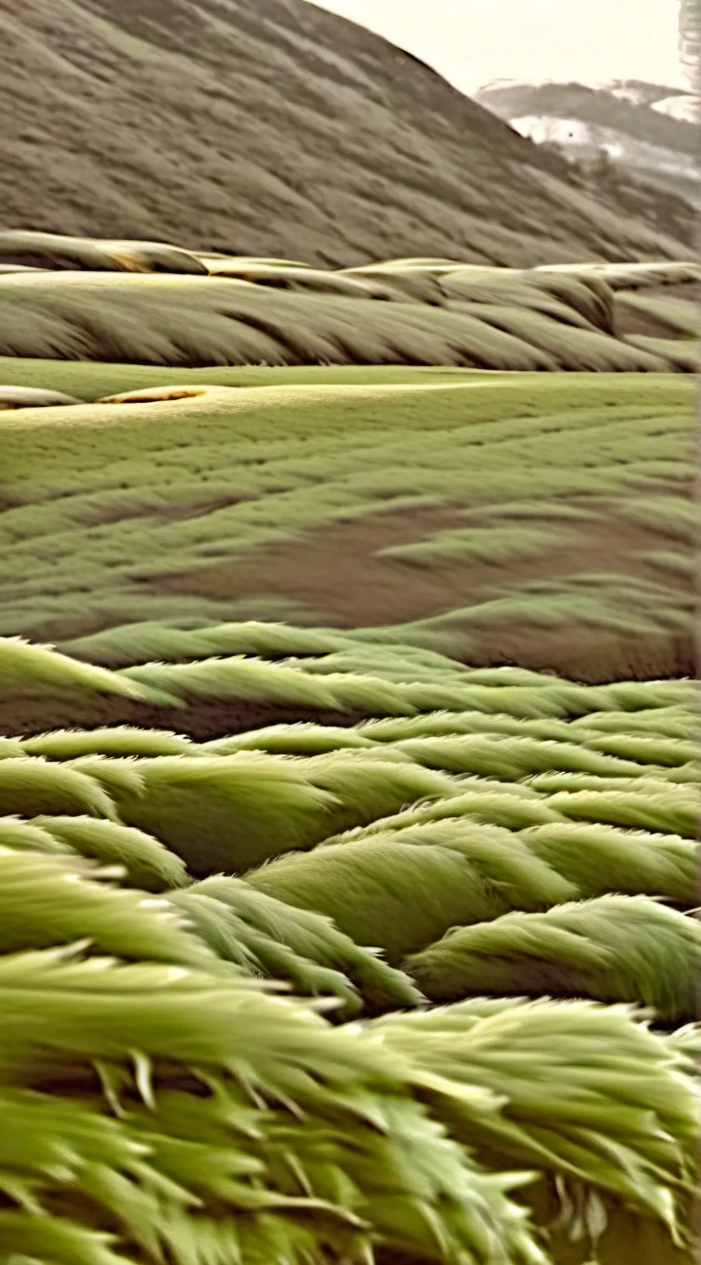 ai character: Grass background