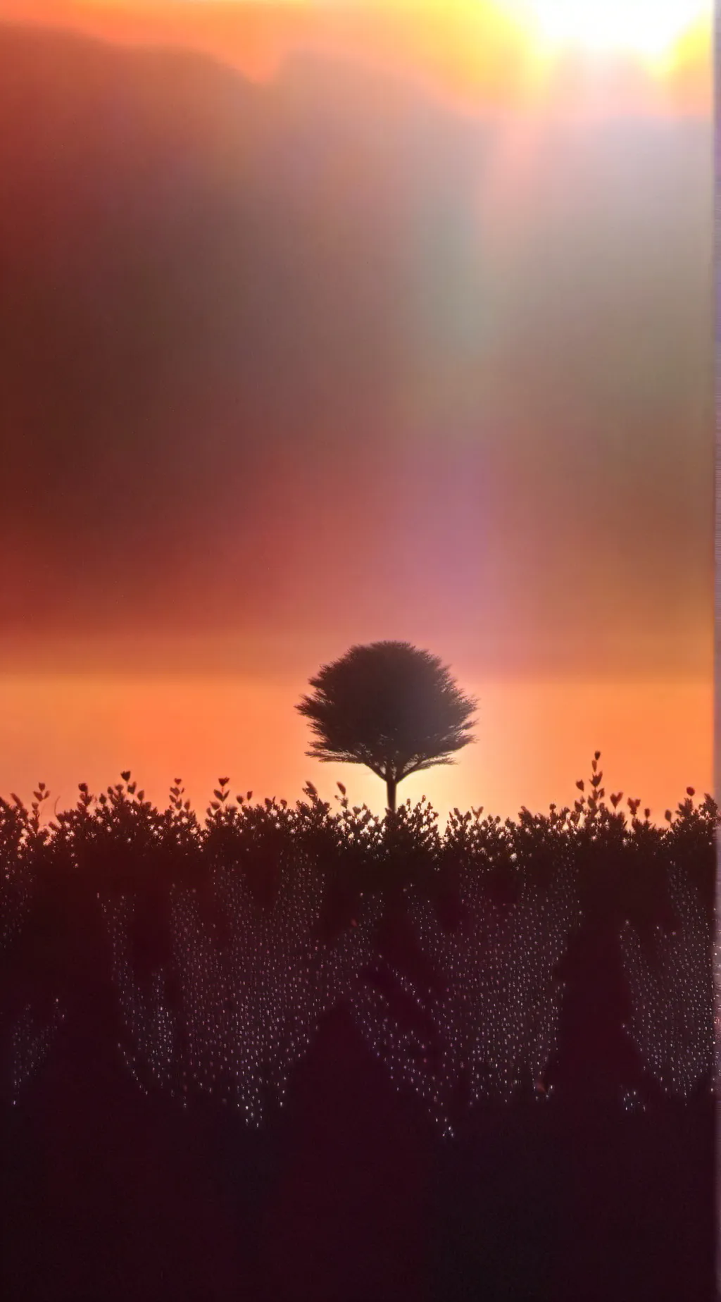 ai character: TOMAN RP background