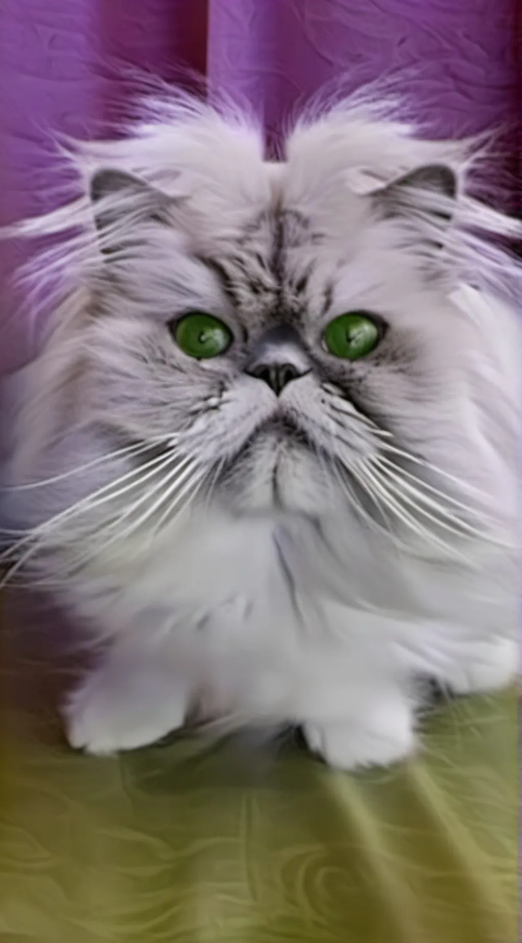 ai character: mysterius meowscle background