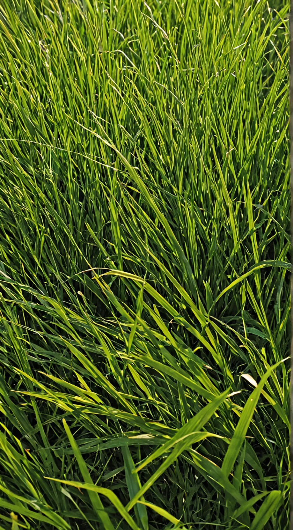 ai character: Grass background