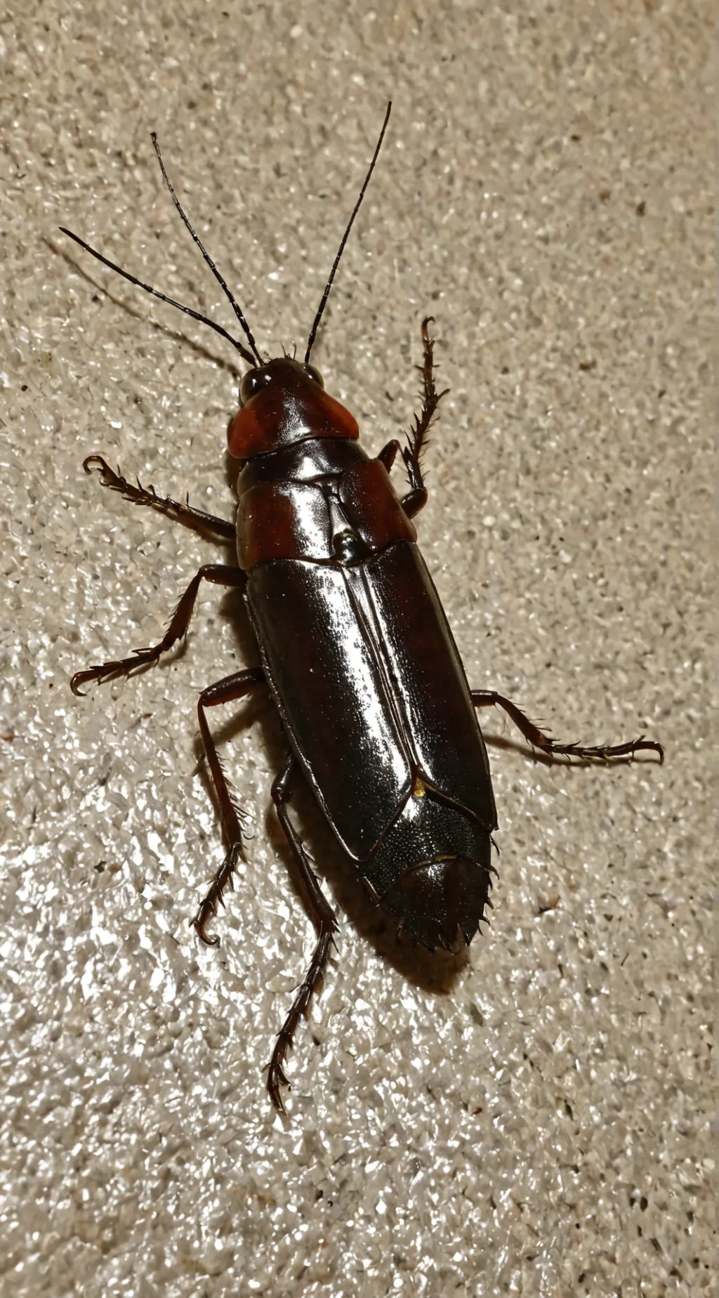 ai character: DISGESING ROACH background