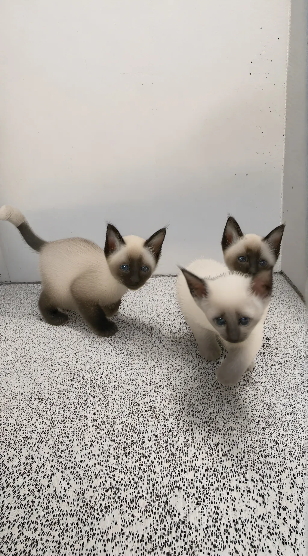 ai character: my little kittens background