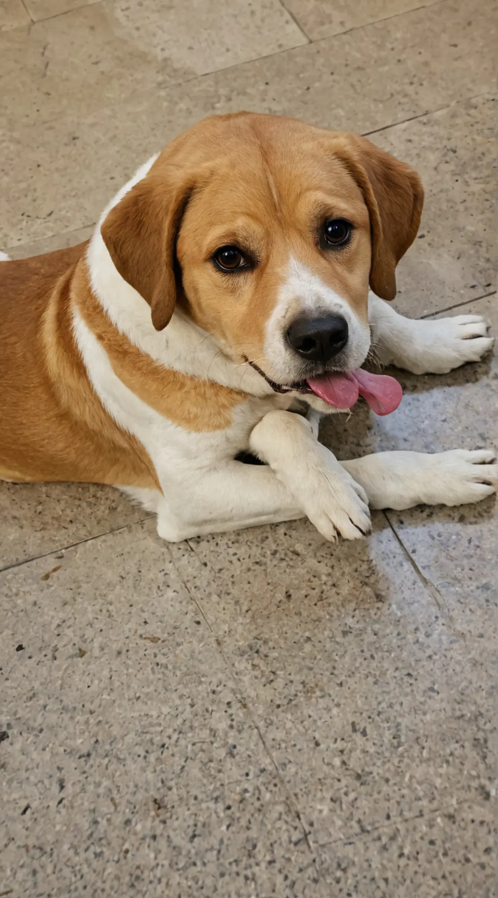 ai character: poop dog background