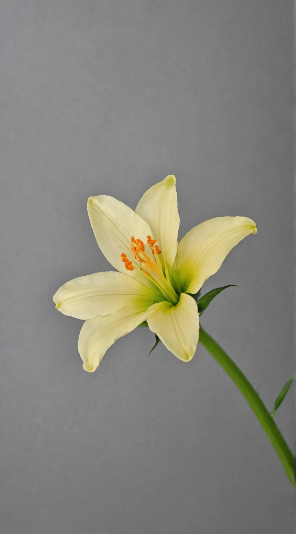 ai character: dandys world  background