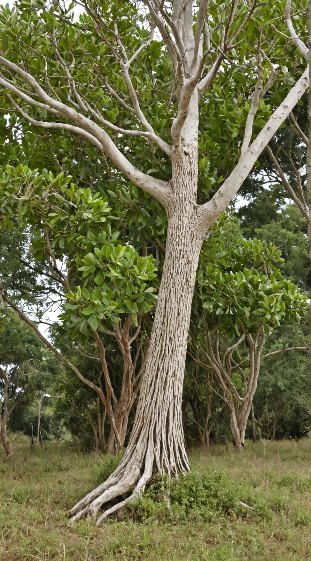 ai character: lepidodondeon tree background