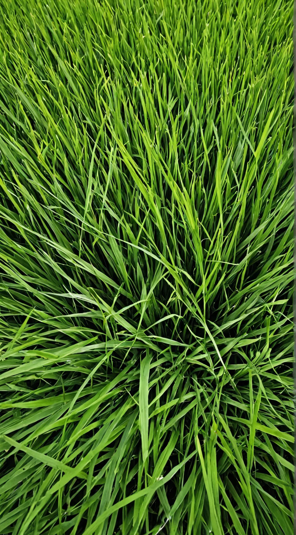 ai character: Grass background