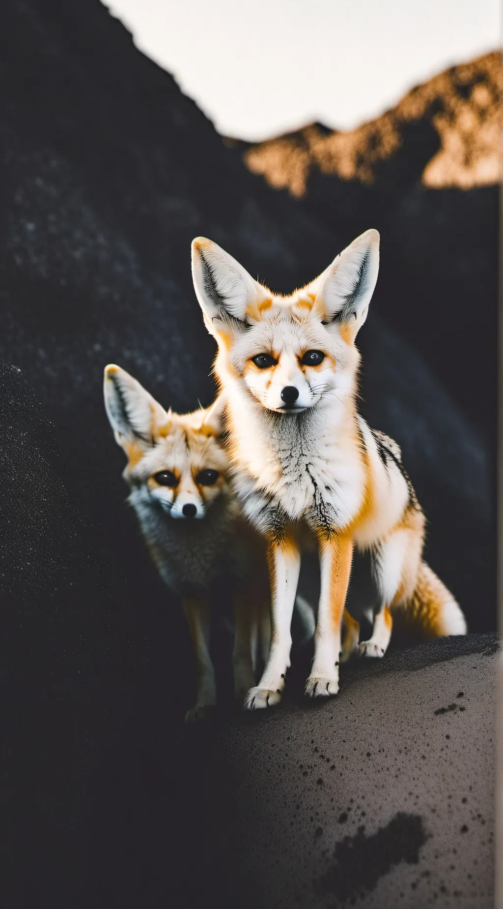 ai character: Two fennec foxes background