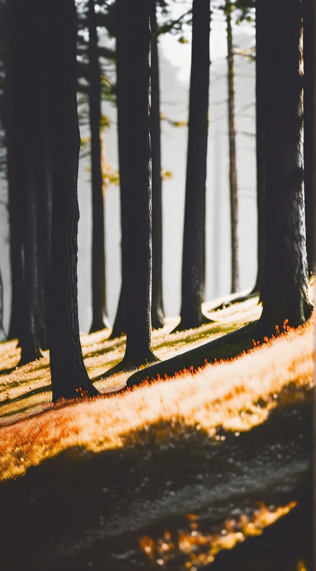 ai character: 𝓕𝓸𝓻𝓮𝓼𝓽🌲 background