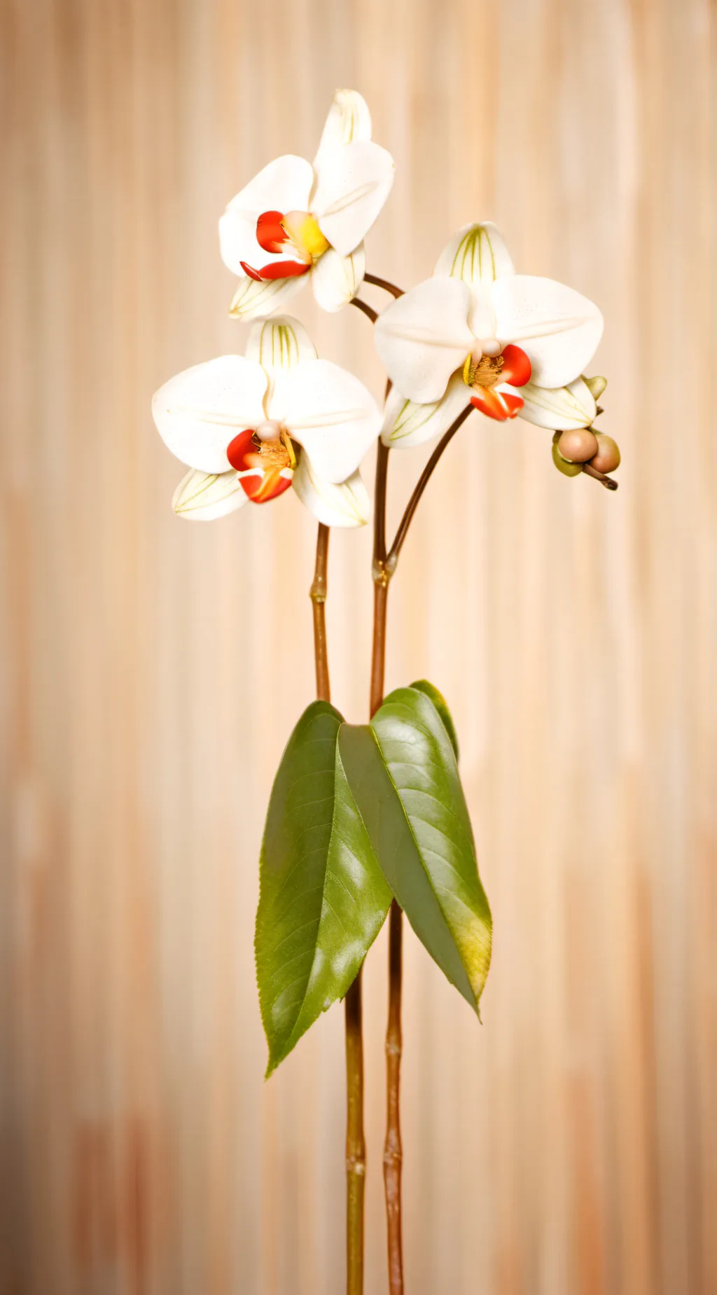 ai character: flor background