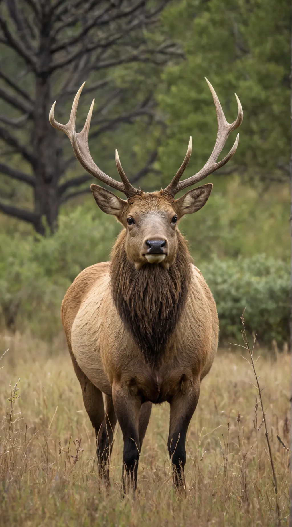 ai character: Elk background