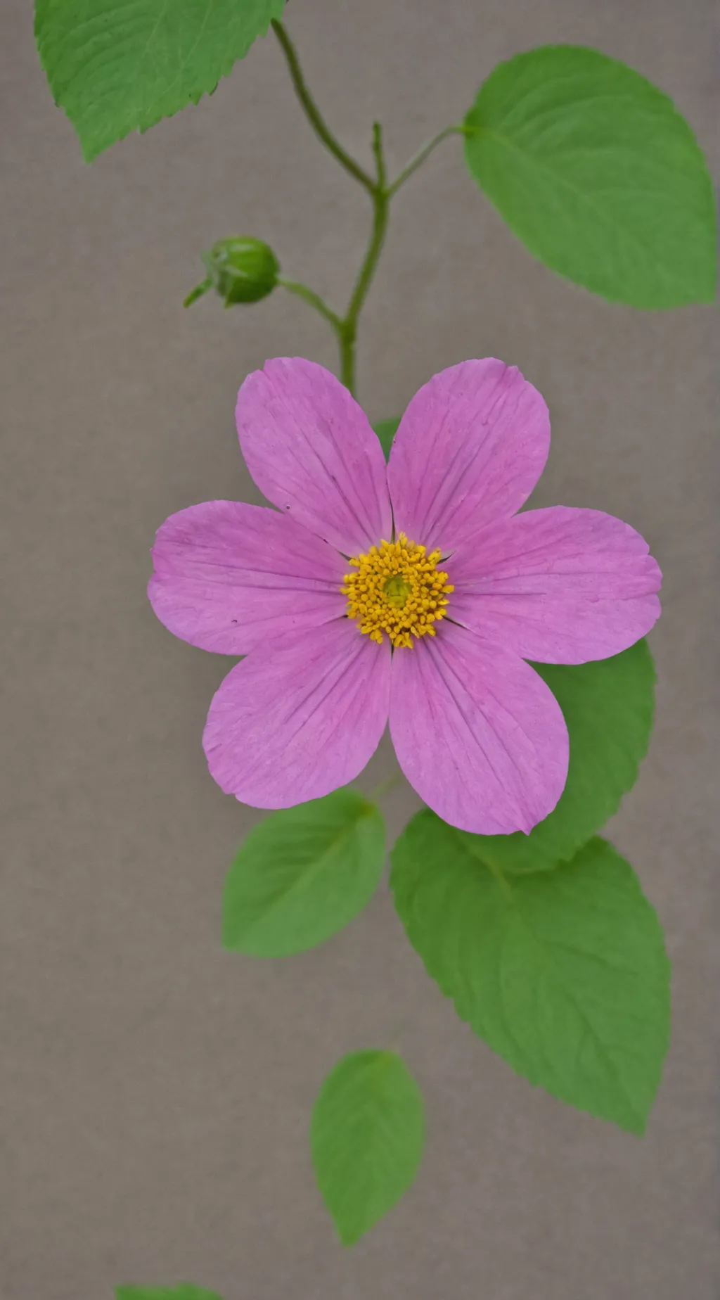 ai character: Dandy’s world background