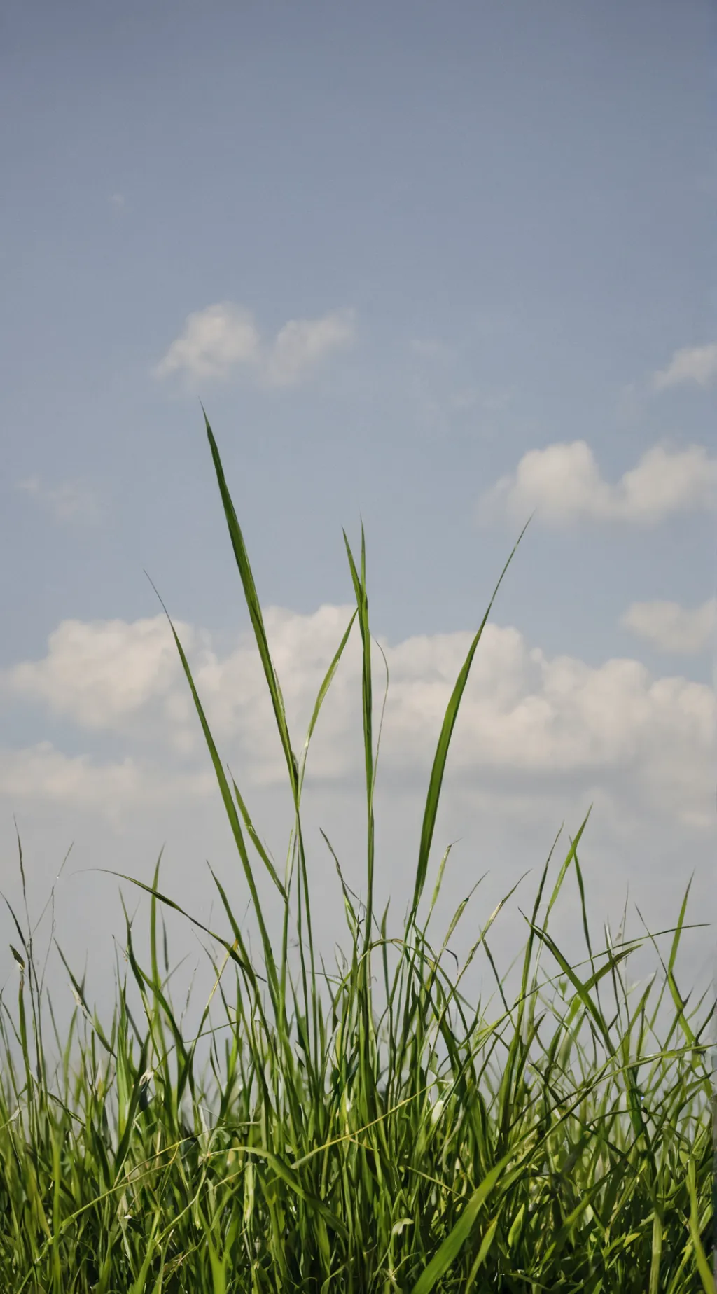 ai character: BRO TOUCH GRASS 💀💀 background