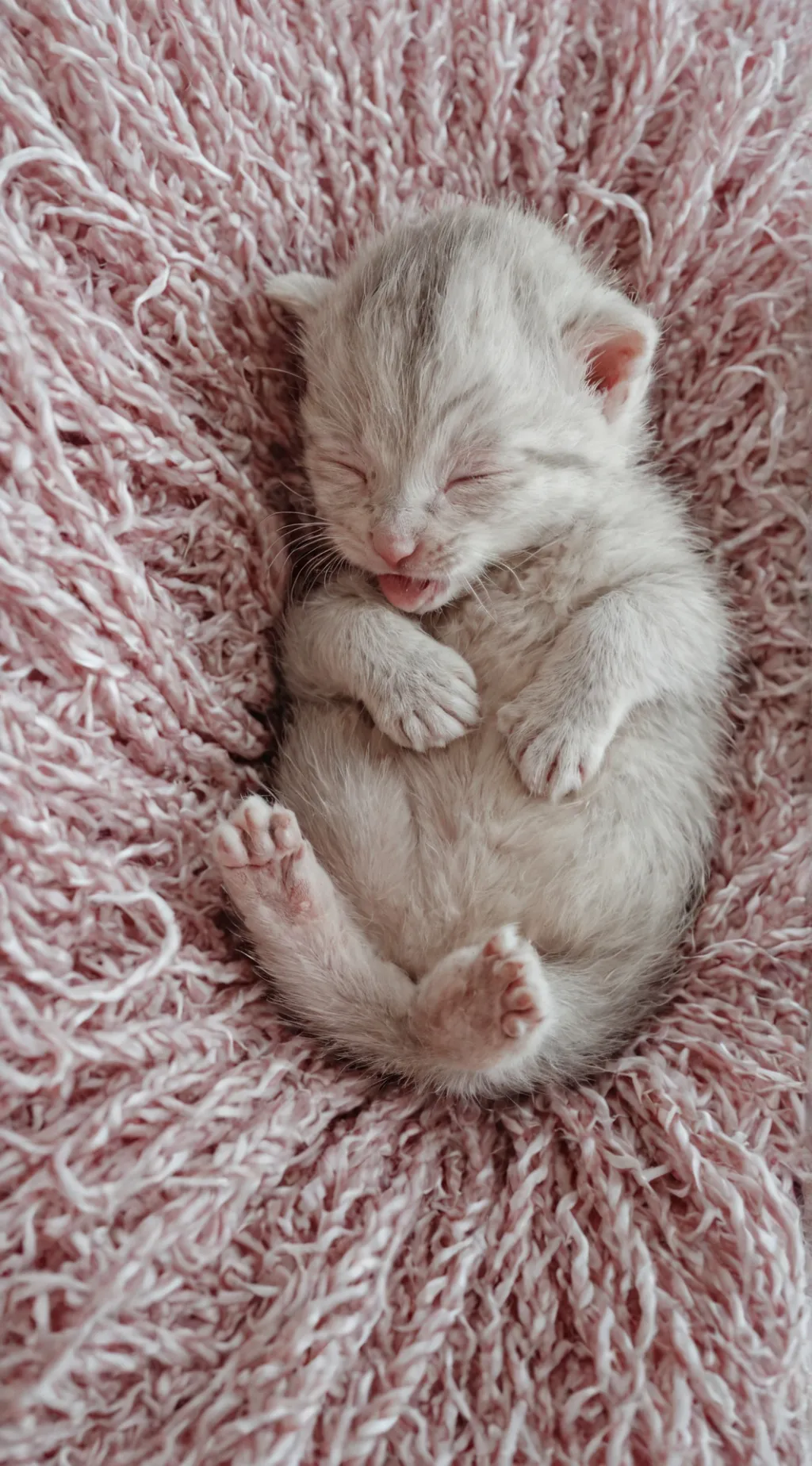 Talkie AI - Chat with Newborn Kitten