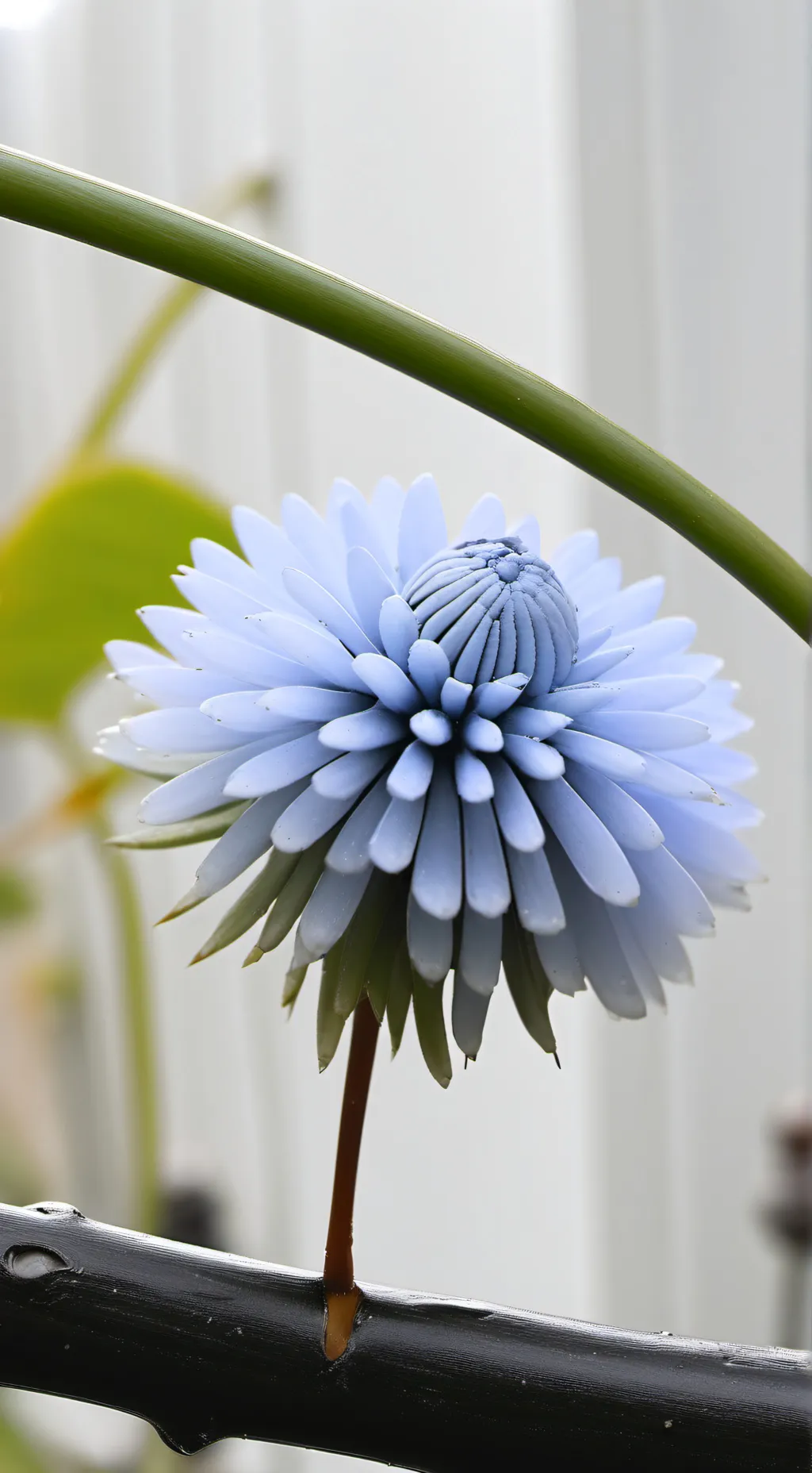 Talkie AI - Chat with OBX