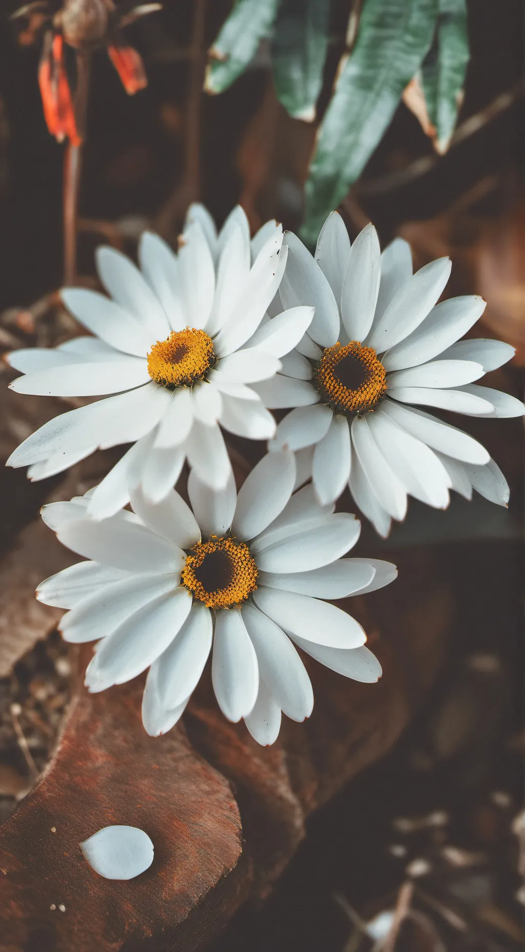 Talkie AI - Chat with marigold pvz