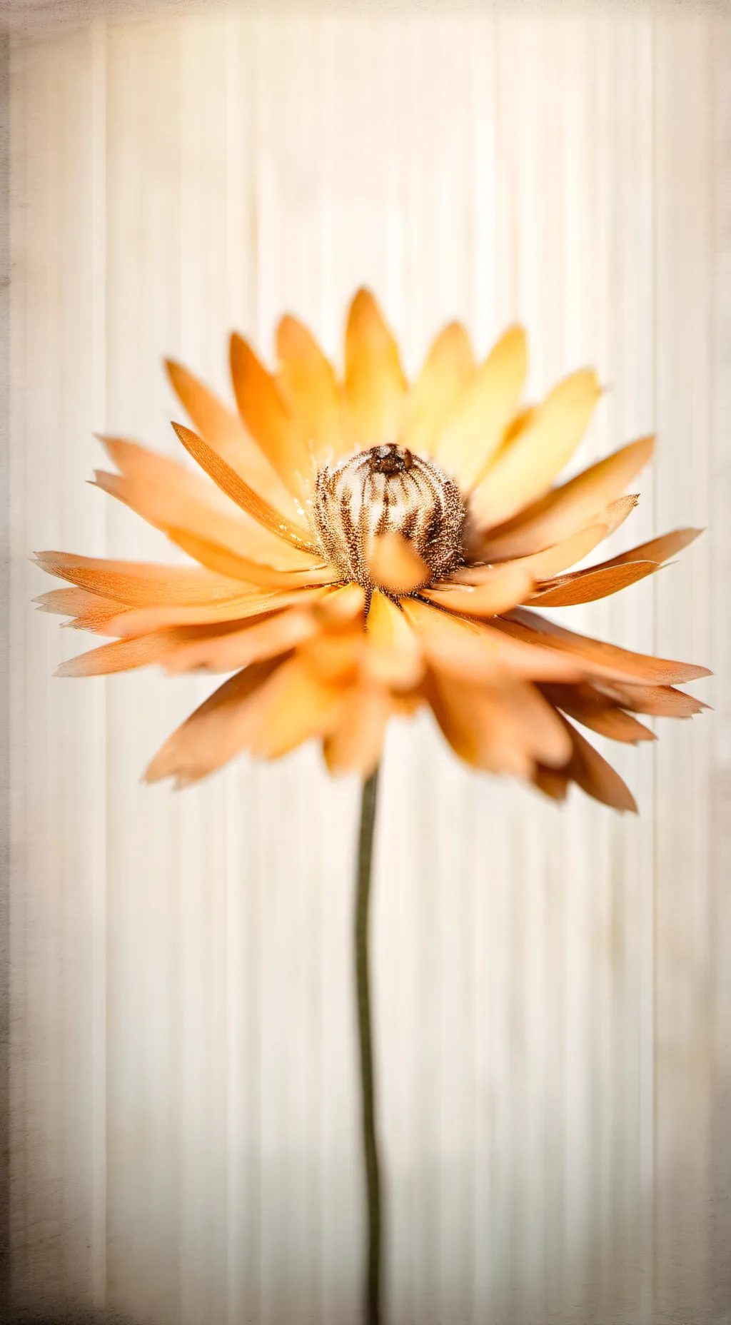 ai character: Mustard Sprunki  background