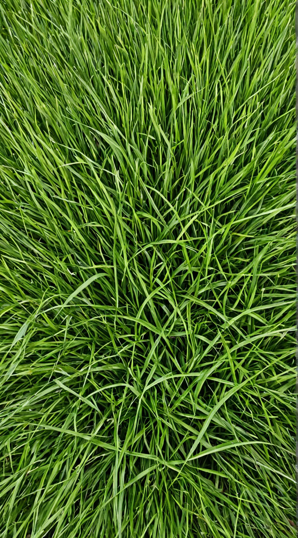 ai character: touch some grass!! background