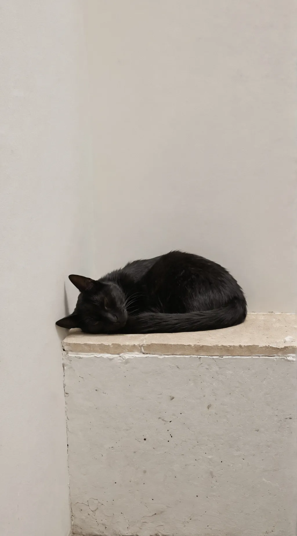 ai character: ~•` Blackie `•~ background