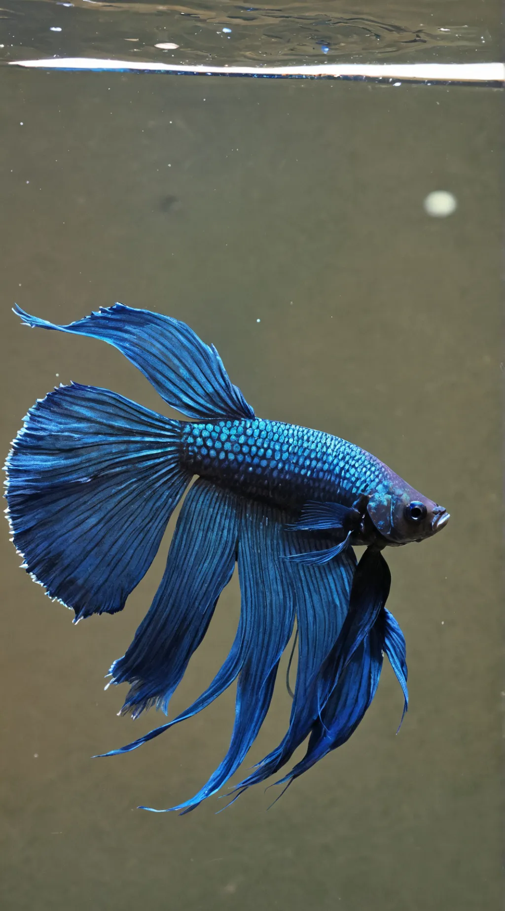 ai character: Betta Fish background