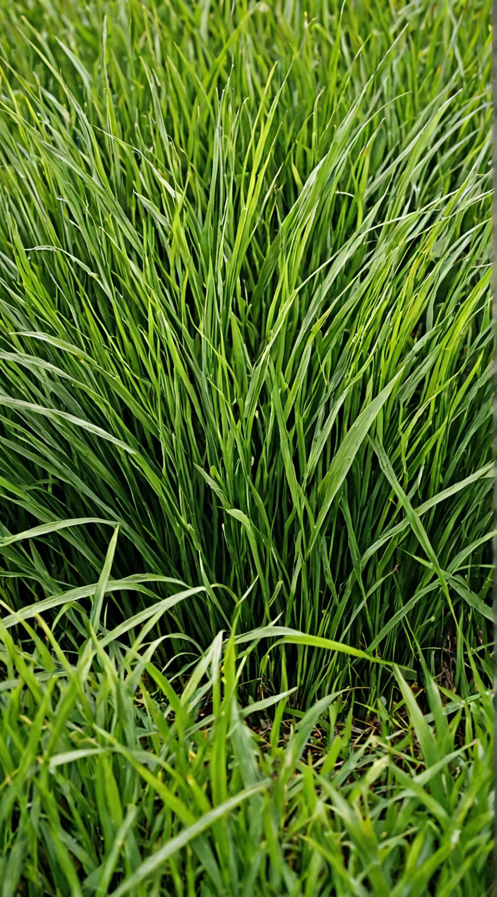 ai character: Touch grass💀💀 background